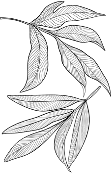Peony flower leaves line art Branches and leaves, Digital Painting hand-drawn illustration png