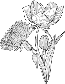 Digital painting illustration of Peony and Chrysanthemum in line art style png