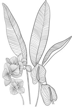 Digital painting illustration of Strelitzia reginae branches and leaves in line art style png