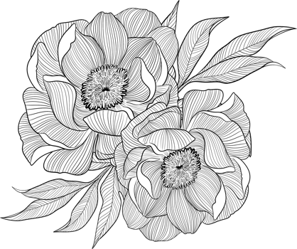 Digital painting illustration of a Bobbie flower bouquet in line art style png