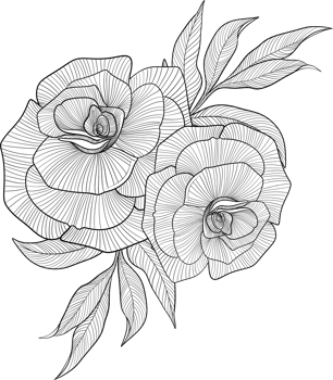 Digital painting illustration of a rose bouquet in line art style png