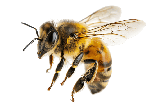 Close-up image of a honeybee captured in high detail, highlighting its wings, body, and antennae on a transparent background. png