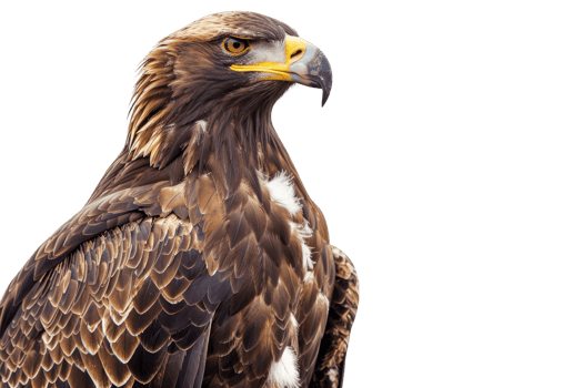 Close-up of a majestic eagle against a transparent background. showcasing its detailed feathers and sharp beak in high resolution. png