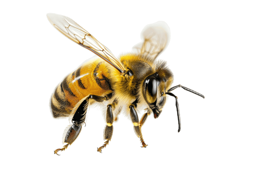 Close-up of a detailed bee with translucent wings and striped body isolated on a transparent background. png