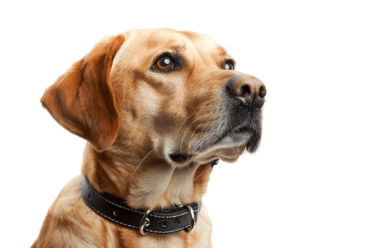 Close-up of a loyal golden retriever with a black collar, looking attentively off camera. Perfect for pet-related content and advertisements. png