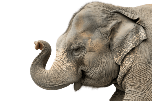 Close-up of an elephant with eyes closed, isolated on transparent background. Majestic animal with wrinkled skin and curved trunk. png
