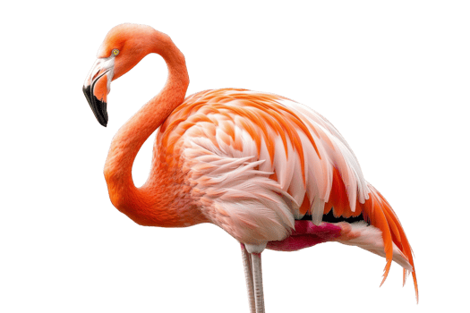 Elegant pink flamingo standing on one leg, showcasing its vibrant feathers and unique beauty on a transparent background. png