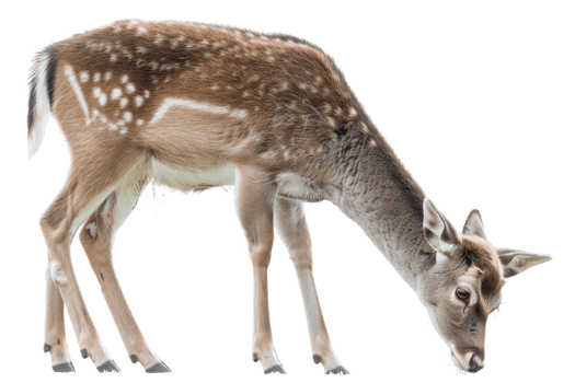 A graceful deer peacefully grazing on a transparent background. highlighting its natural beauty and calm demeanor. png