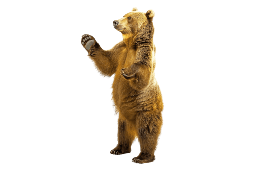 Brown bear standing on hind legs in a playful pose isolated on transparent background. Perfect for wildlife, nature, and animal stock images. png
