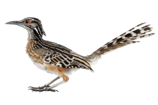Close-up of a striking roadrunner bird with vibrant feathers and intricate patterns, showcasing its natural beauty and distinctive features. png