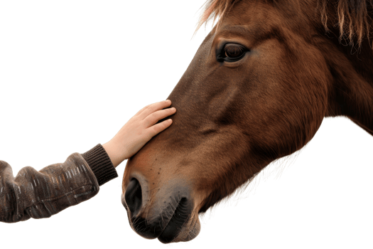 A person gently touching the face of a horse, showcasing a moment of connection and trust between human and animal. png