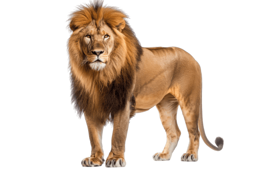 Magnificent lion with a flowing mane standing proudly, exuding strength and majesty in a natural wildlife setting. png