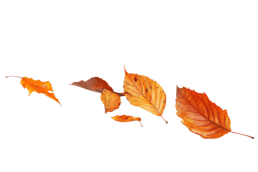 Autumn leaves in shades of orange and yellow, isolated on transparent background. Perfect for seasonal, nature, and fall-themed designs. png