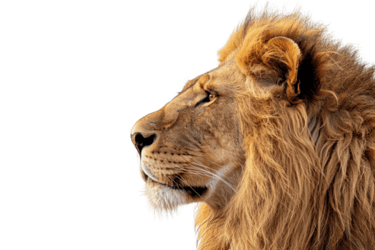 Majestic lion profile showcasing its regal mane and powerful features. Perfect for wildlife, nature, and animal-themed concepts. png