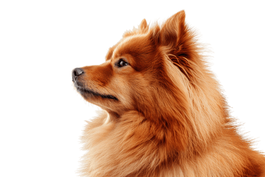 Profile of a fluffy orange dog isolated on transparent background. showcasing detailed fur texture and attentive gaze. png