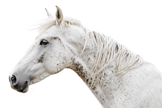 A stunning white horse with a long flowing mane, isolated on a transparent background. showcasing its elegance and natural beauty. png