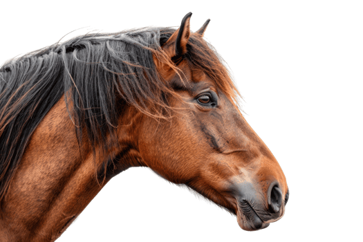 Close-up of a beautiful brown horse with black mane isolated on transparent background. Perfect for equestrian-themed content and animal photography. png