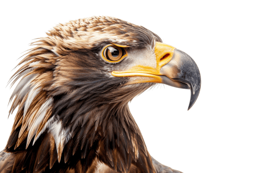 Close-up of a majestic golden eagle with sharp eyes and detailed feathers on a transparent background. showcasing wildlife and bird of prey. png