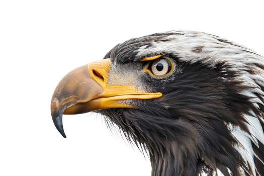 Close-up of a majestic eagle's head with intense yellow eyes and sharp beak, isolated on a transparent background. Perfect for wildlife themes. png