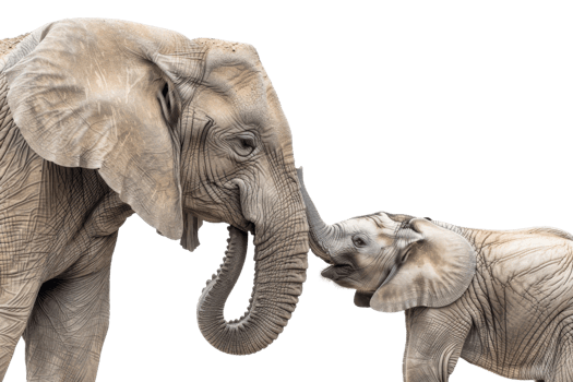 Heartwarming photo of an adult and young elephant interacting with their trunks, showcasing their bond and family connection. png
