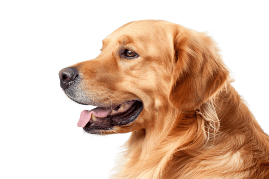 Golden Retriever dog profile isolated on transparent background. showcasing its friendly expression and golden fur. Perfect for pet-related projects. png