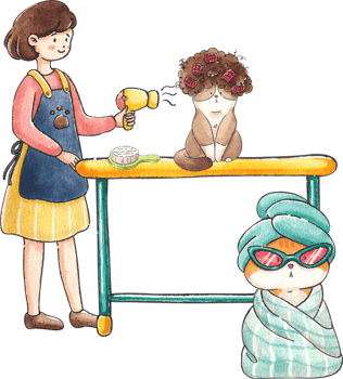 Woman blowing dry a cat's fur, hand-drawn watercolor painting illustration png