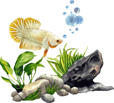 Among the soft, swaying plants, the colorful Thai betta fish moves with serene grace.watercolor painting png