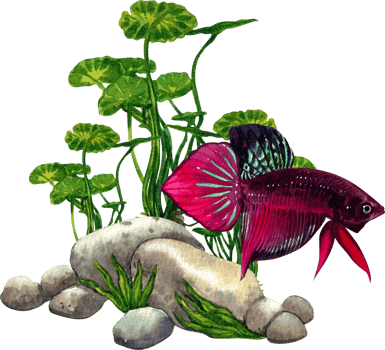 The colorful Thai betta fish swims gracefully among the lush underwater plants.watercolor painting png