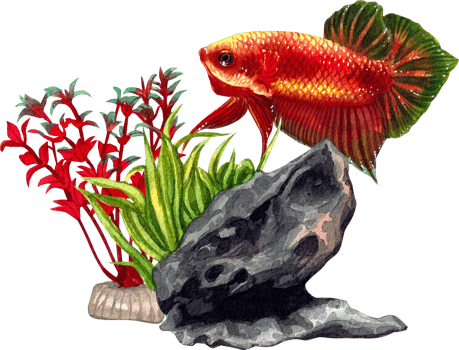 siamese wild bettas watercolor painting hand-drawn illustration png