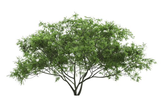 Lush green tree with dense foliage, featuring a sprawling canopy, perfect for nature and landscape themes in your design projects. png
