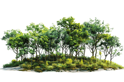 A lush forest with a variety of green trees and shrubs, creating a natural and tranquil scene, perfect for nature and outdoor themes. png