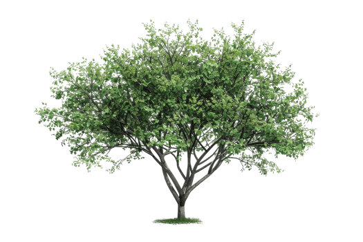 Lush green tree with dense foliage, perfect for nature and landscape themes. Isolated on transparent background. for easy incorporation into designs. png