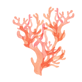 Pink watercolor coral clipart with branching structure. Red, fire coral isolated illustration, sea life for ocean-themed designs and underwater scenes, packaging, tropical beach projects png