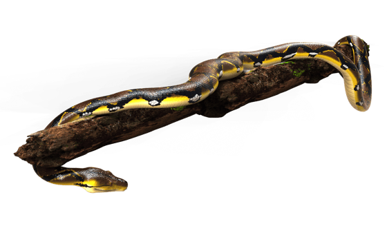 3d Illustration of A Golden Reticulated Python, Boa Constrictor The World's Biggest Snake Isolated Background. png