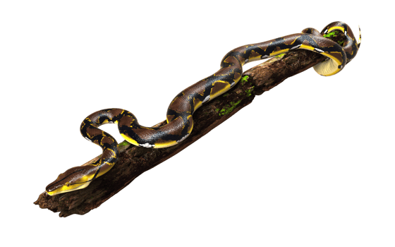 A Golden Reticulated Python, Boa Constrictor crawling on logs png