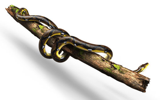 3d Illustration of A Golden Reticulated Python, Boa Constrictor The World's Biggest Snake is slithering Rolling around on a log png