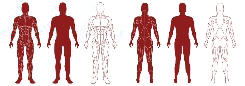 Male figure with anatomical muscles front and bak view set. vector