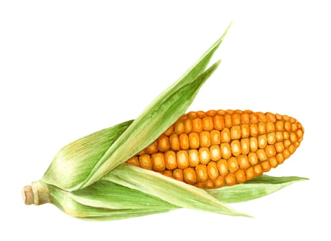 Fresh ear of corn yellow and green watercolor illustration for harvest holiday. Hand drawn vibunzi agricultural element Kwanzaa symbol. Isolated drawing for African-American festive designs. vector