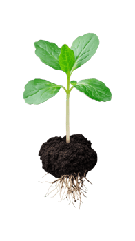 Small plant with roots and soil isolated on transparent background png