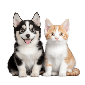 Playful kitten and puppy duo isolated on transparent background png