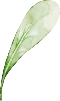 Watercolor Leaves Berry Elements png