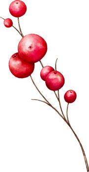 Watercolor Red Berry Elements png