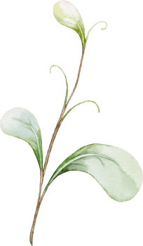 Green leaf element of berry png