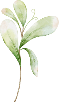 Watercolor Leaves Berries png