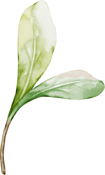Green leaves berry with watercolor png