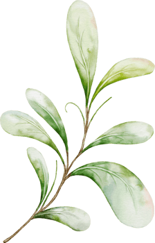 Green leaves of berries png