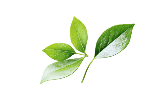 Fresh green leaves isolated on transparent background. symbolizing nature, growth, and eco-friendly concepts. Perfect for nature-themed projects. png
