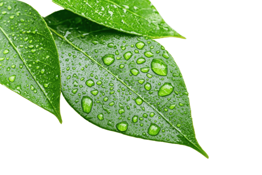 Close-up of green leaves with water droplets, showcasing nature's freshness and beauty. Ideal for nature, environment, and botanical projects. png