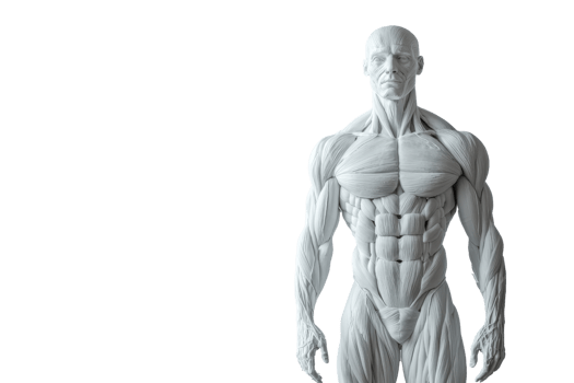 Detailed anatomical model of a muscular male figure showcasing human musculature with a transparent background. perfect for educational purposes. png