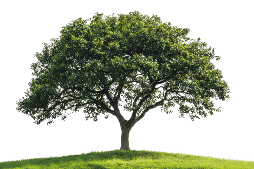 Solitary tree standing on green hilltop with lush foliage in bright sunlight, showcasing natural beauty and tranquility. png